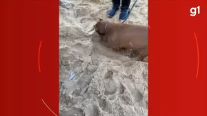 Polícia prende oito homens em praia de Salvador; Drogas foram encontradas enterradas na areia CÃO FAREJADOR