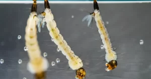 Nova estratégia Brasileira para eliminar o mosquito Aedes aegypti Nova Política Nacional Usa Larvicidas para Controlar Aedes aegypti