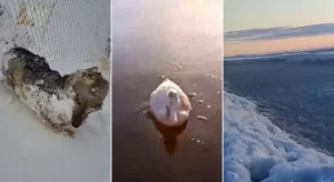 Argentina enfrenta frio extremo: animais congelam e ondas do mar congelam animais congelados