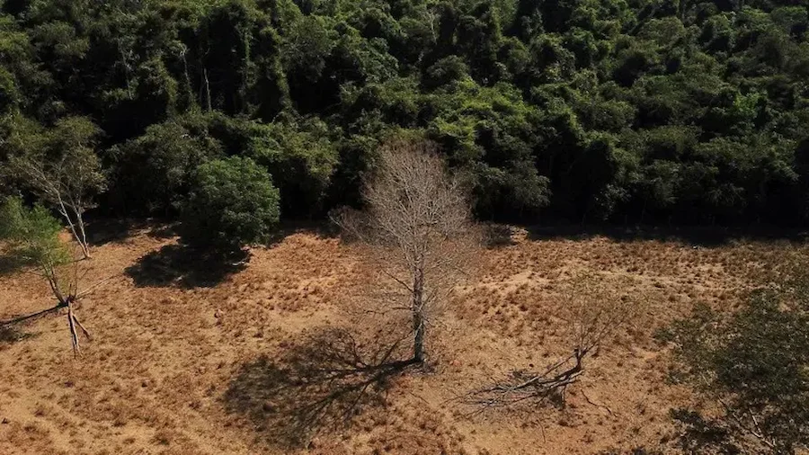 Amazônia: O que está alimentando a crise de incêndios na maior floresta tropical do mundo?