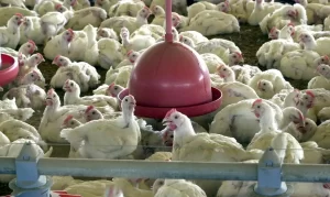 Doença aviária: Ministério da Agricultura confirma que suspeitas no RS deram negativo