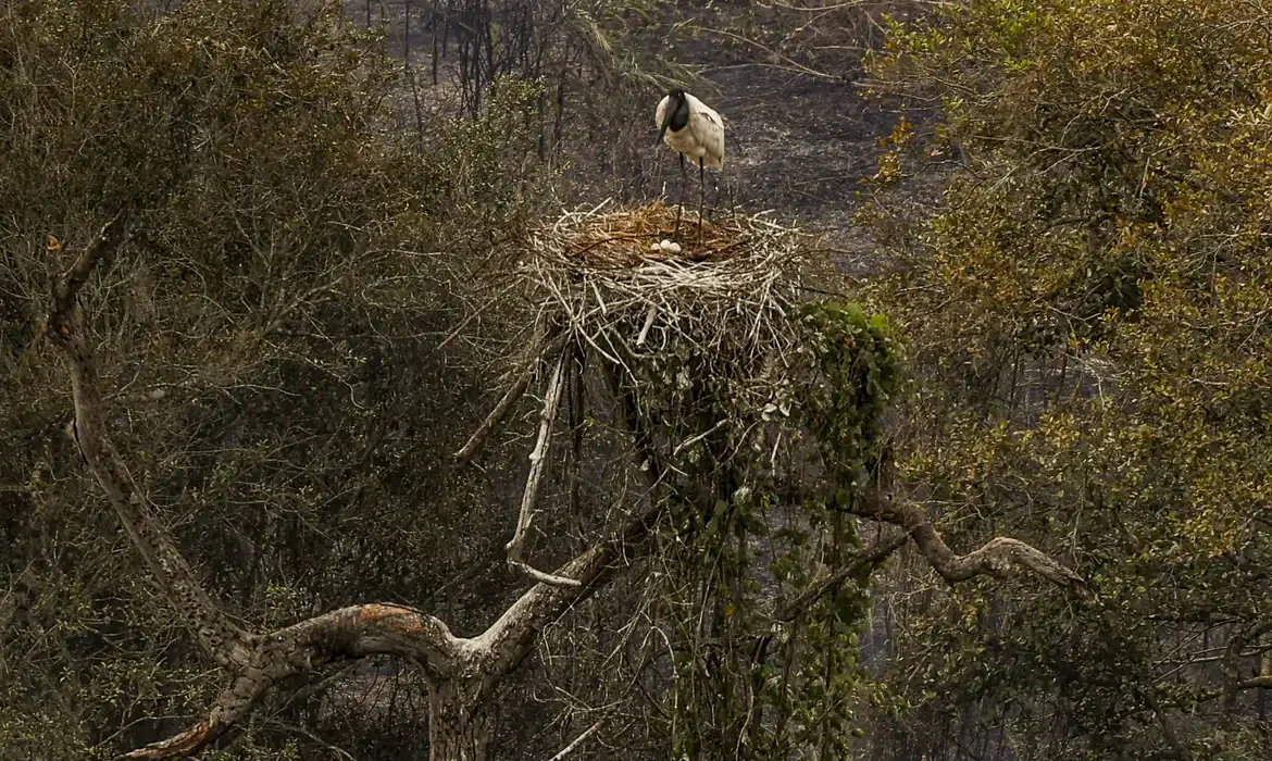 Biólogos Lutam para Salvar Fauna do Pantanal Ameaçada pelo Fogo