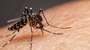 Bahia registra 143 óbitos por dengue: Veja quais cidades foram afetadas dengue