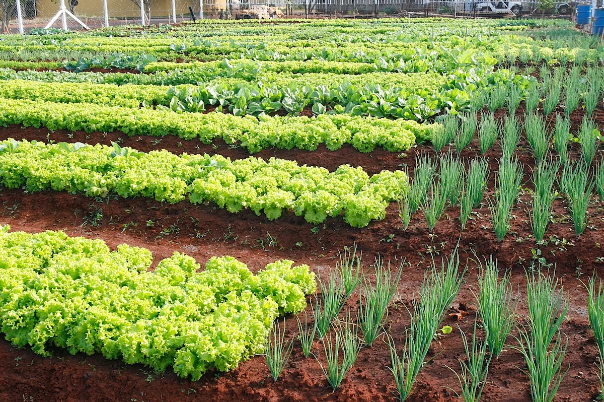 horta bahia