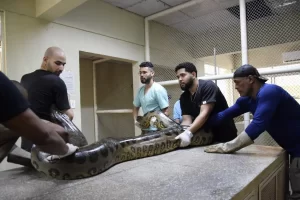 Sucuri de cinco metros é encontrada no Litoral Norte da Bahia sucuri