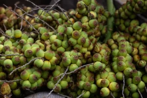 Estudantes da Bahia usam licuri para fazer plástico licuri