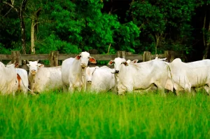 Senar oferece 370 vagas o setor agropecuário na Bahia: Os cursos são gratuitos agro