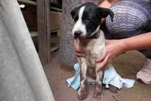 Dona de cachorro é indiciada após contratar homem para matar cachorro a pauladas cachorro