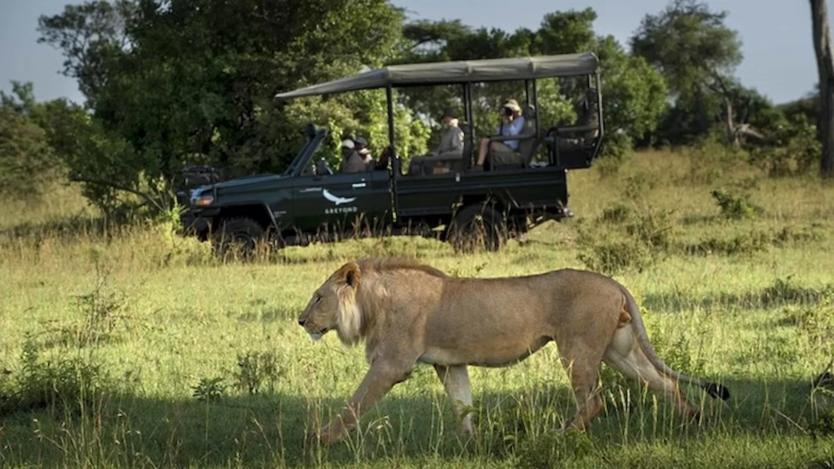 safari