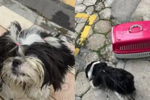 Mulher é presa por deixar cachorro trancado em carro por 3 horas cachorro-preso-carro