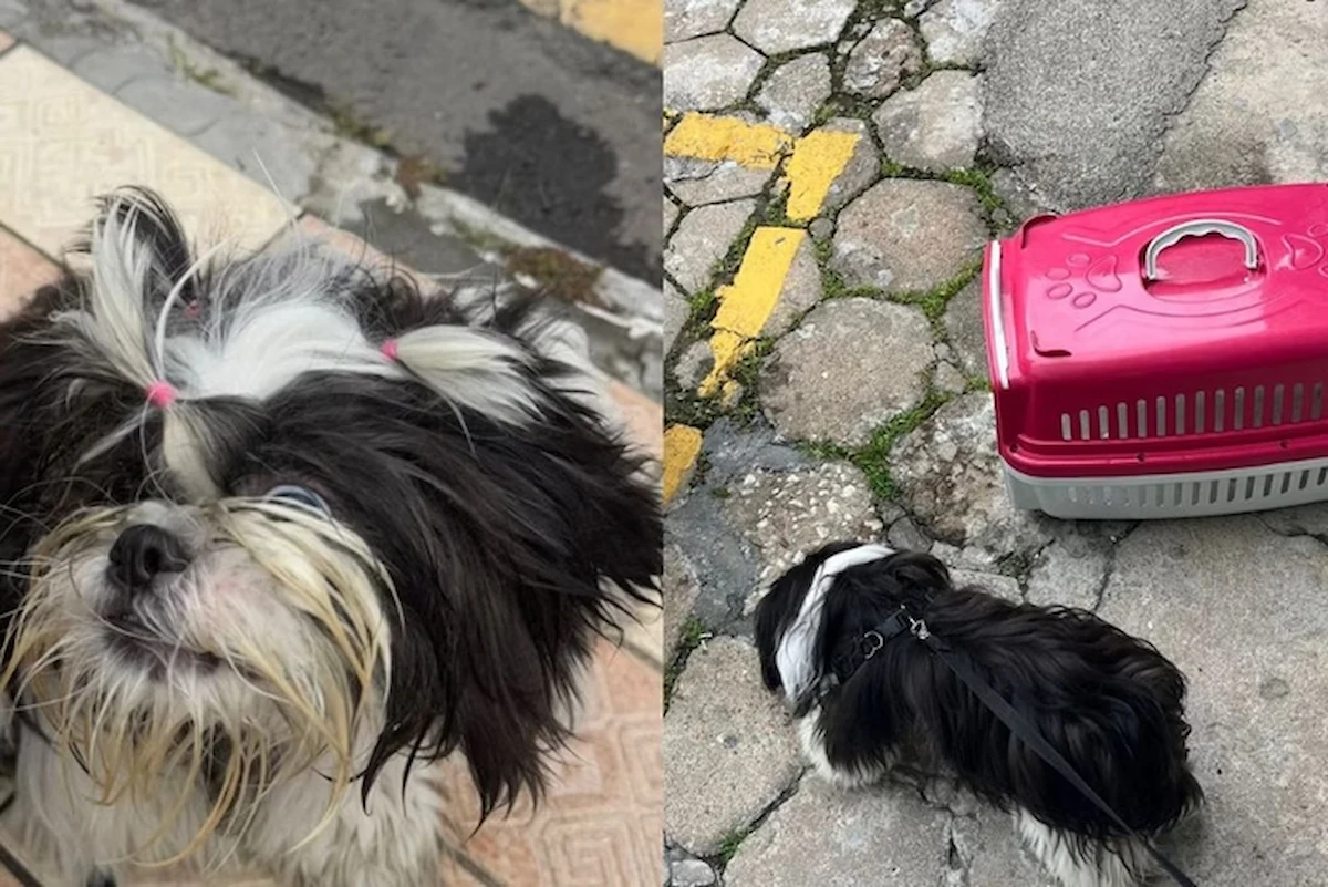 cachorro-preso-carro