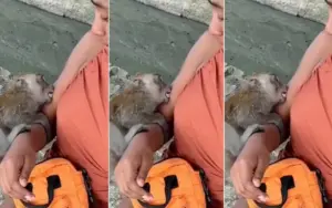 Influenciadora é mordida por macaco na Tailândia e gasta R$ 7 mil em tratamento macaco