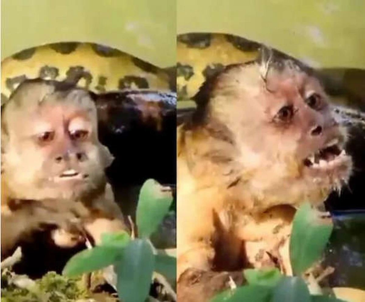 macaco=serpente
