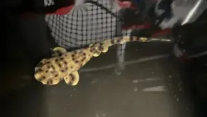 Nascimento de tubarão sem macho surpreende especialistas – Entenda o caso TUBARAO