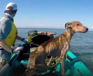 Fotógrafo salva cachorro abandonado em ilha deserta e transforma sua vida AA1z4VV4
