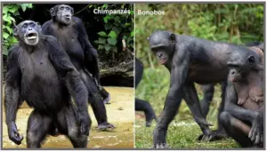 chimpanzes