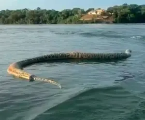 Comerciante viraliza ao esbarrar em cobra gigante dentro de rio cobra