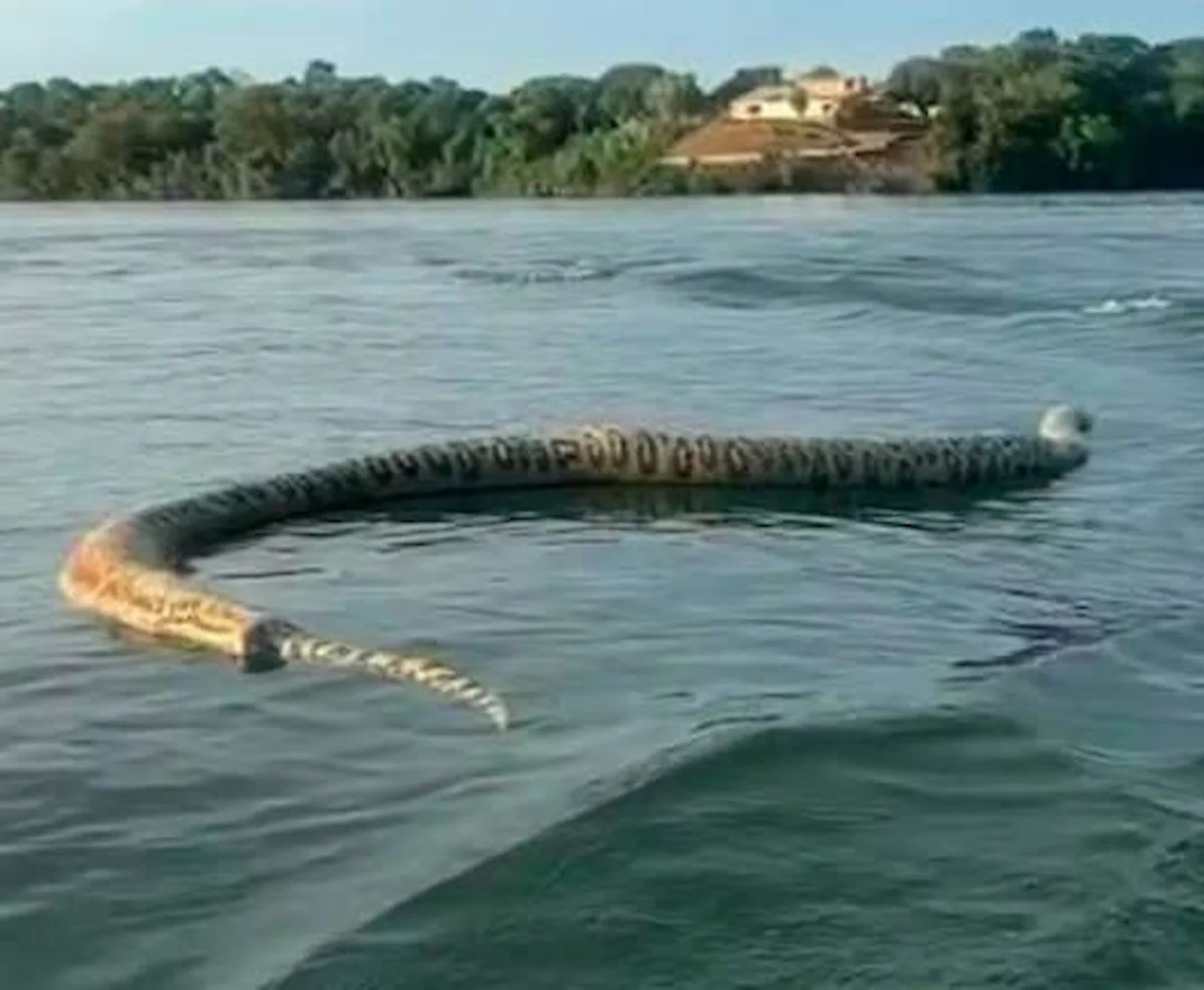 cobra