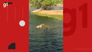 Grupo sobrevive a queda de avião e é resgatado após dias em pântano com jacarés na Bolívia jacare-cachorro-caitite