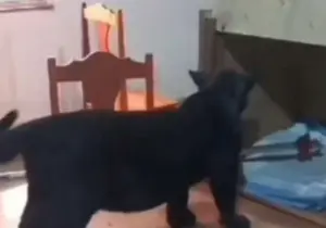 Fazendeiro descobre filhote de onça doente em sua propriedade e procura o Ibama onça