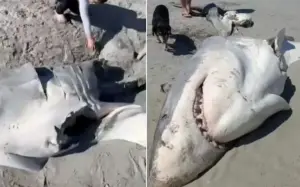 tubarao-branco-2593692-article (1)