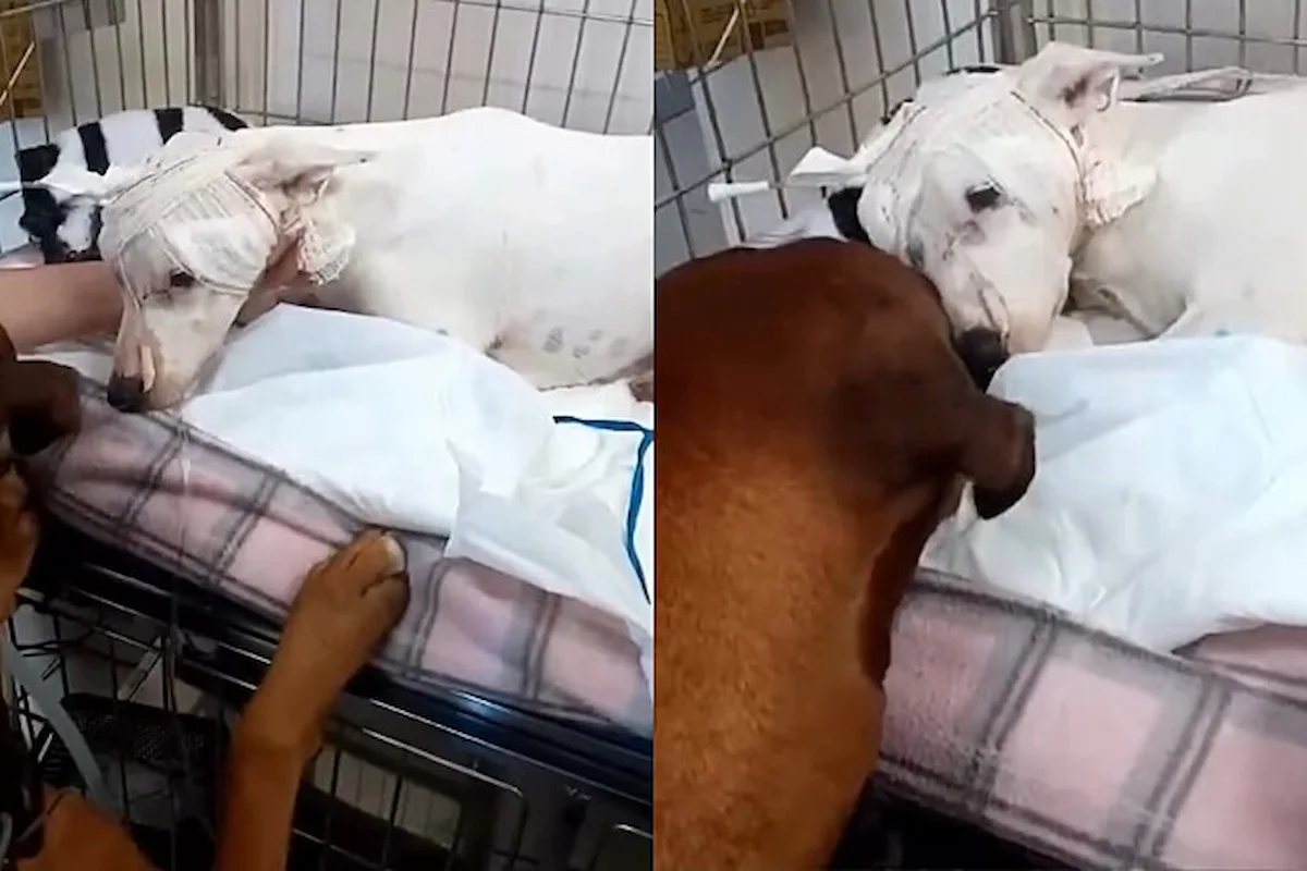 ELZA´=CACHORRA (1)