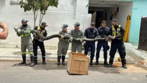 Sucuri de 5 metros é capturada em cidade do norte da Bahia SUCURI