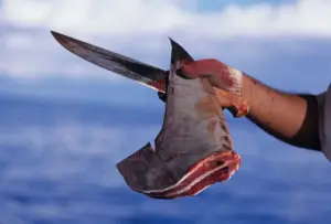 barbatana