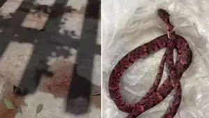 Homem tenta engolir cobra e acaba vomitando o animal no Ceará cobra