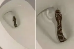 Mulher é atacada por cobra ao sentar no vaso e relata momento de pânico cobraaa