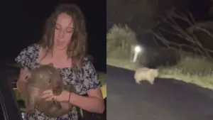 Turista pode ser deportada por pegar filhote de animal na Austrália turistaa