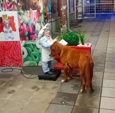 Cachorro faminto pede carinho a boneco e emociona: história tem final feliz