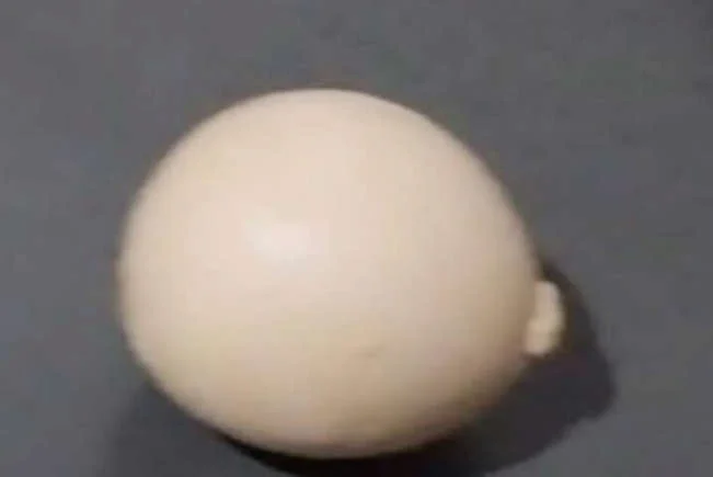 Galinha bota ovo deformado e sem gema — entenda o que pode ter causado isso