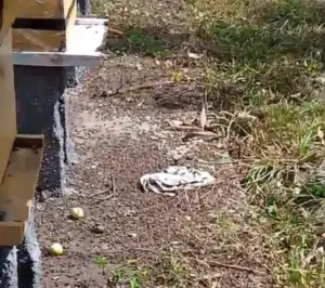 Envenenamento mata mais de 1 milhão de abelhas em Cachoeira e levanta alerta ambienta- Veja vídeo Envenenamento mata mais de 1 milhão de abelhas em Cachoeira e levanta alerta ambienta
