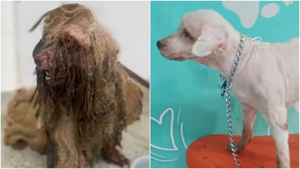 cachorr-sujo