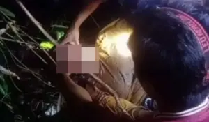 Filho Encontra Mãe Morta Dentro de Cobra Gigante na Indonésia e Caso Choca o Mundo cobra (1)