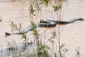 Menino sobrevive a picada de cobra entre as mais venenosas do mundo em caso considerado milagre cobra0engenheiro (1)