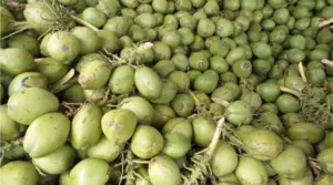 Água de coco matou um homem em poucas horas: O que você precisa saber antes de beber cocooo