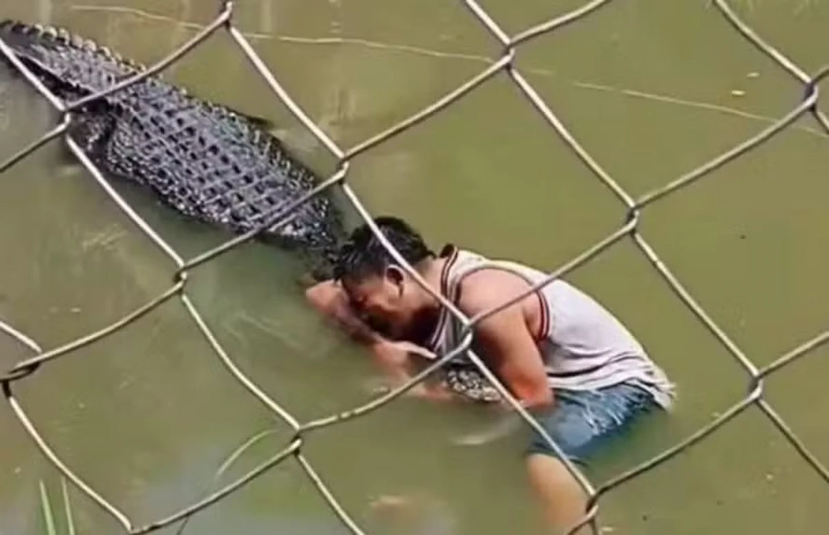 visitante de zoo entra no recinto de crocodilo para tirar selfies