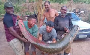 grupo-pescou-pirarucu-de-80-kg-no-rio-sao-francisco-2696951-article (1)