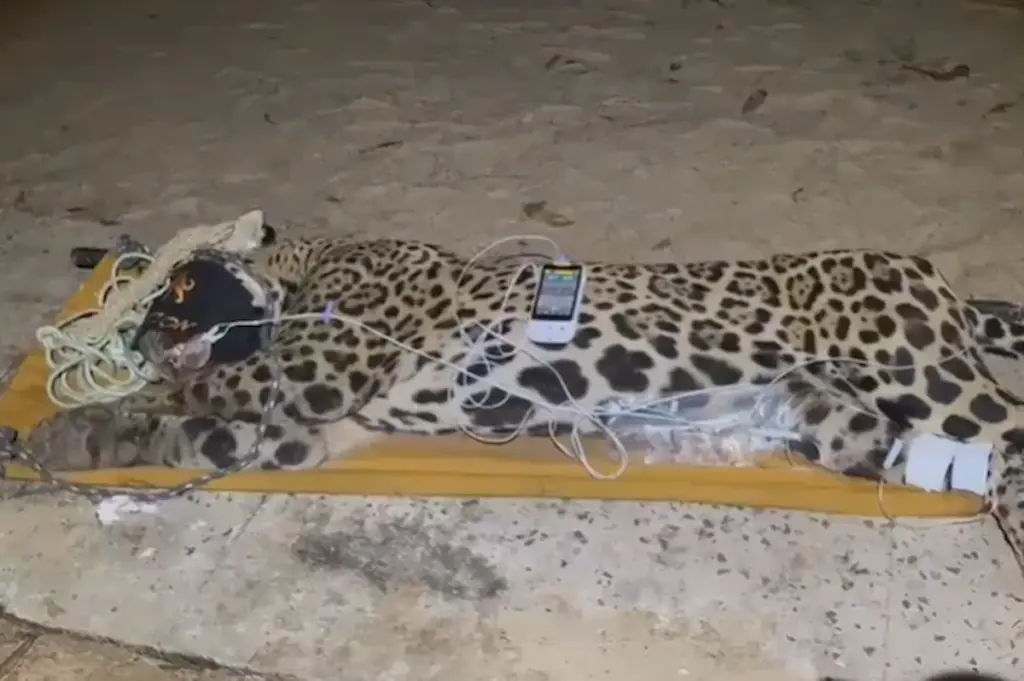 Onça que matou caseiro no Pantanal é capturada: entenda o que acontece agora