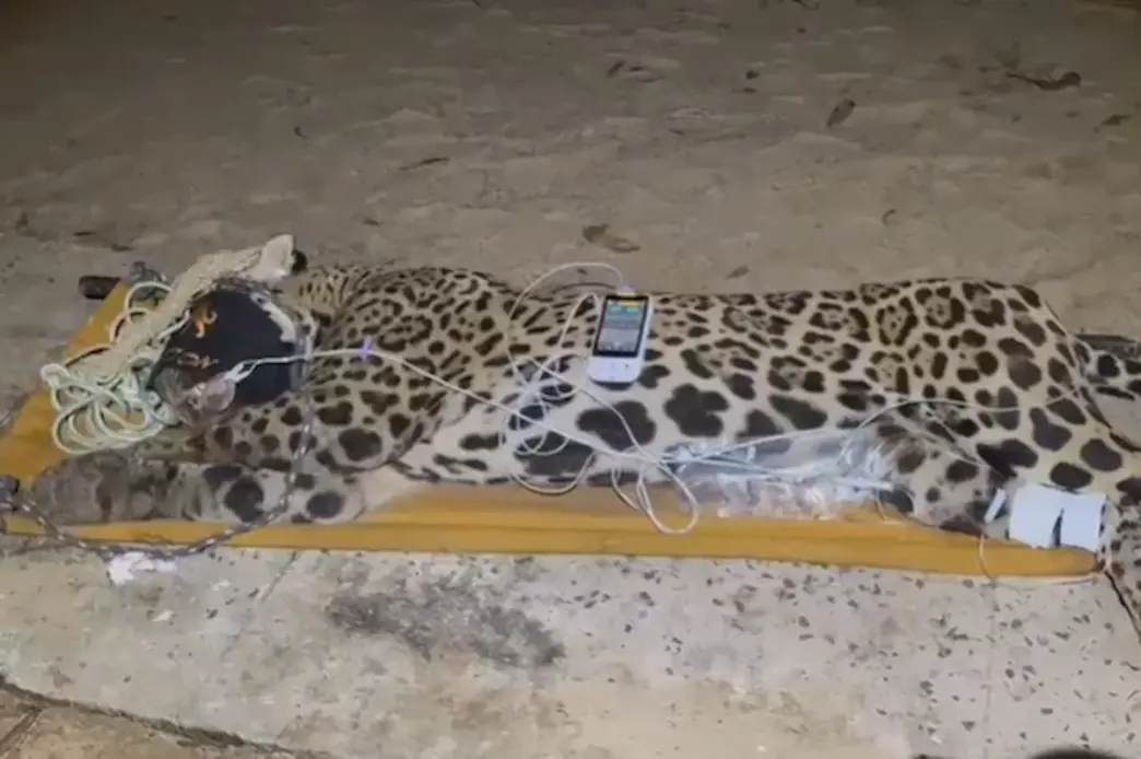 Onça que matou caseiro no Pantanal é capturada: entenda o que acontece agora
