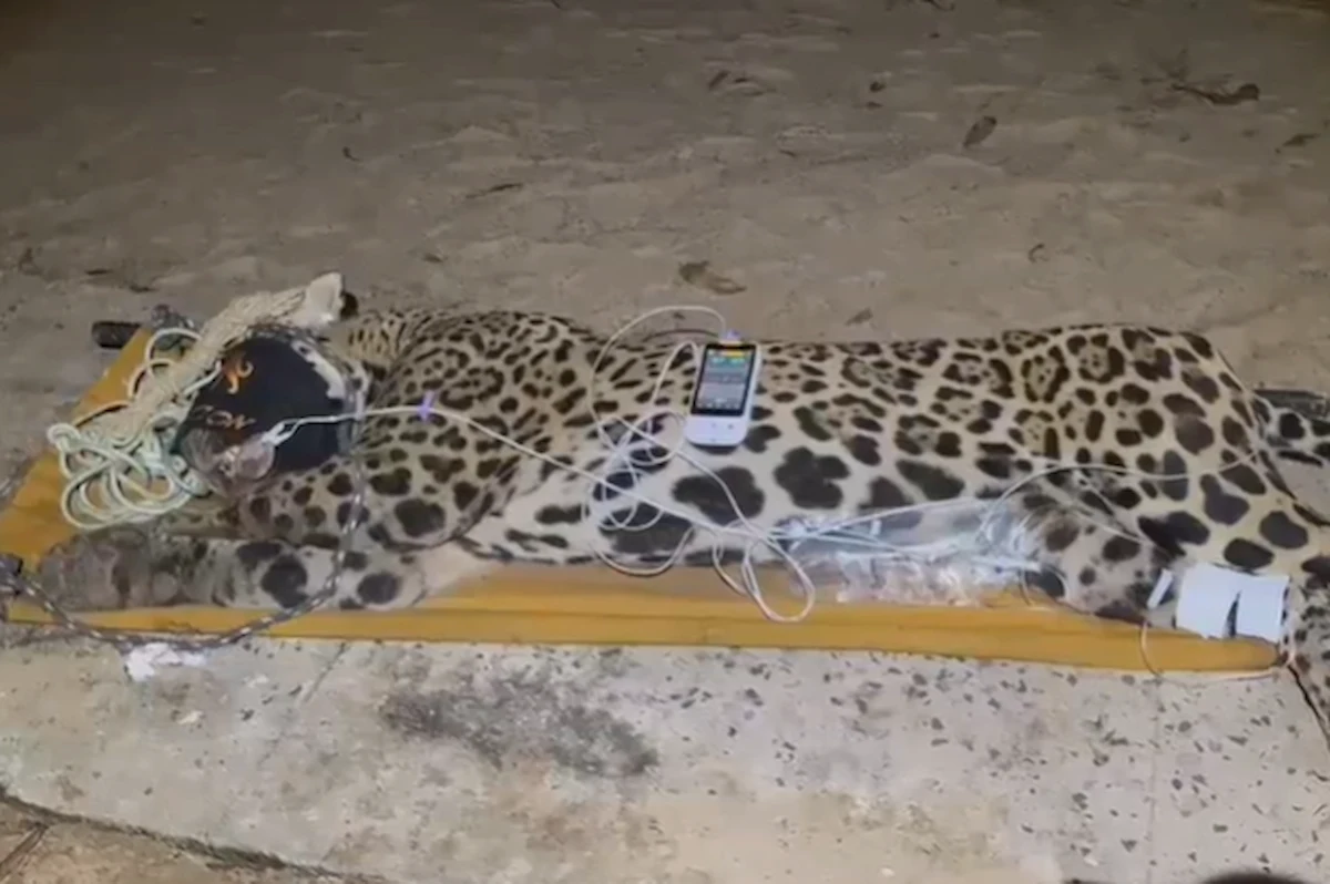 Onça que matou caseiro no Pantanal é capturada: entenda o que acontece agora
