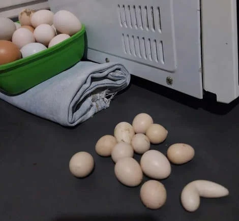 Galinha bota ovo deformado e sem gema — entenda o que pode ter causado isso