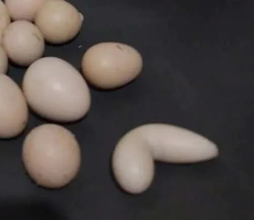 Galinha bota ovo deformado e sem gema — entenda o que pode ter causado isso