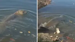 Elefante-marinho é visto na Baía de Todos-os-Santos e mobiliza equipes de resgate na Bahia animal-ja-havia-sido-visto-em-outras-cidades- (1)