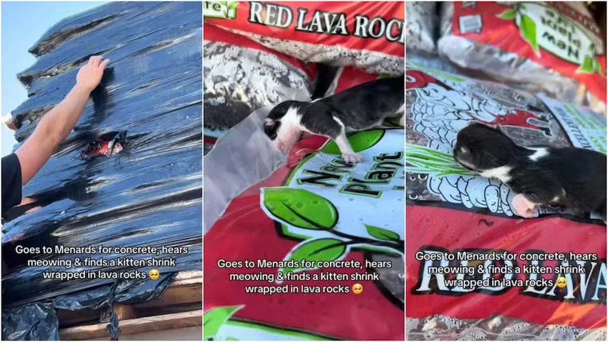 gatinho-saco-de-concreto (1) (1)
