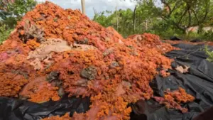 material-sera-encaminhado-para-reciclagem-2734948-article (1)