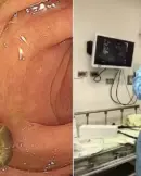 cogumelo (1)