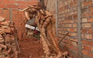 mandioca (1)